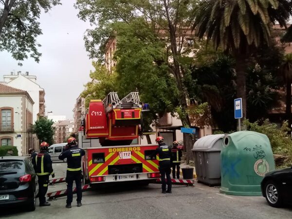 Árbol plaza Colón Linares