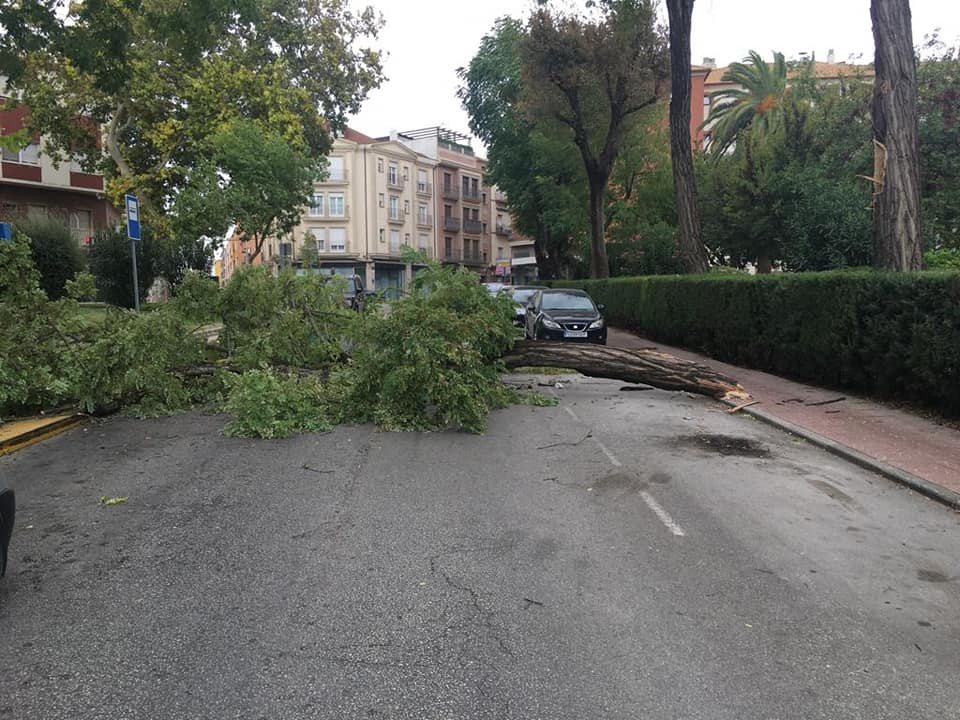 Árbol plaza Colón Linares