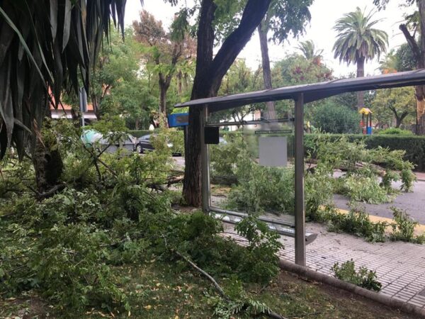 Árbol plaza Colón Linares