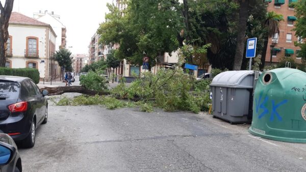 Árbol plaza Colón Linares