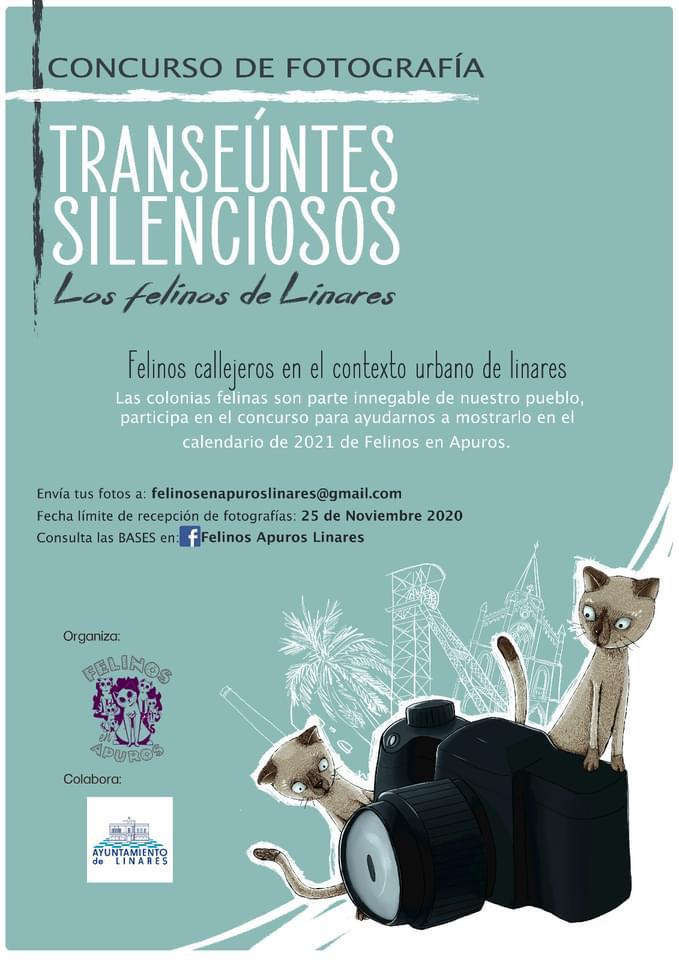 Concurso Felinos 1