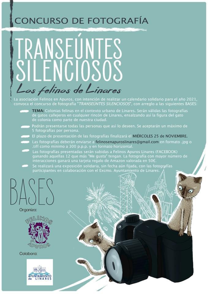 Concurso Felinos 2